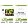 Sementes de alface verde resistente ao calor LT04 Caiquan para venda